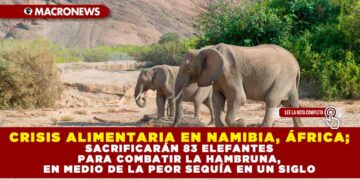 CRISIS ALIMENTARIA EN NAMIBIA, ÁFRICA; SACRIFICARÁN 83 ELEFANTES PARA COMBATIR LA HAMBRUNA, EN MEDIO DE LA PEOR SEQUÍA EN UN SIGLO