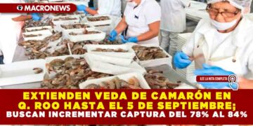 EXTIENDEN VEDA DE CAMARÓN EN QUINTANA ROO HASTA EL 5 DE SEPTIEMBRE; BUSCAN INCREMENTAR CAPTURA DEL 78% AL 84%