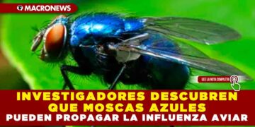 INVESTIGADORES DESCUBREN QUE MOSCAS AZULES PUEDEN PROPAGAR LA INFLUENZA AVIAR