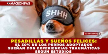 PESADILLAS Y SUEÑOS FELICES: EL 30% DE LOS PERROS ADOPTADOS SUEÑAN CON EXPERIENCIAS TRAUMÁTICAS SEGÚN ESTUDIOS