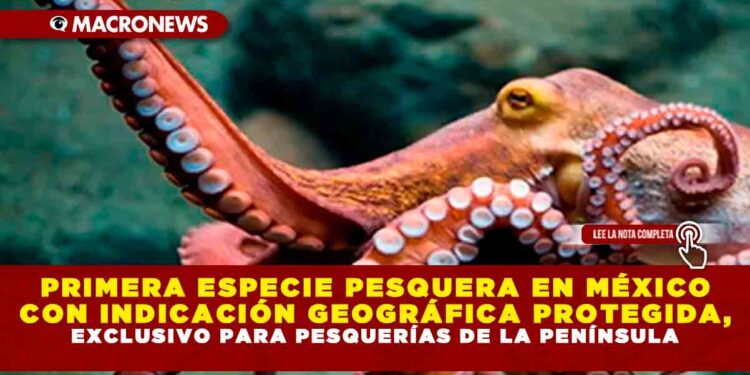 PRIMERA ESPECIE PESQUERA EN MÉXICO CON INDICACIÓN GEOGRÁFICA PROTEGIDA, EXCLUSIVO PARA PESQUERÍAS DE LA PENÍNSULA
