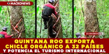 QUINTANA ROO EXPORTA CHICLE ORGÁNICO A 32 PAÍSES Y POTENCIA EL TURISMO INTERNACIONAL