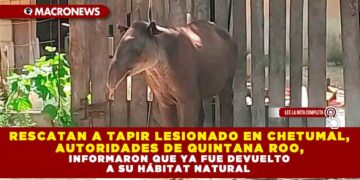 RESCATAN A TAPIR LESIONADO EN CHETUMAL, AUTORIDADES DE QUINTANA ROO, INFORMARON QUE YA FUE DEVUELTO A SU HÁBITAT NATURAL