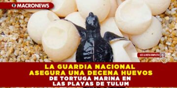 LA GUARDIA NACIONAL ASEGURA UNA DECENA HUEVOS DE TORTUGA MARINA EN LAS PLAYAS DE TULUM