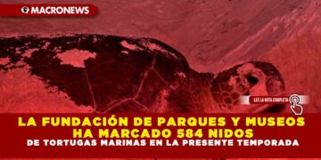 LA FUNDACIÓN DE PARQUES Y MUSEOS HA MARCADO 584 NIDOS DE TORTUGAS EN LA PRESENTE TEMPORADA