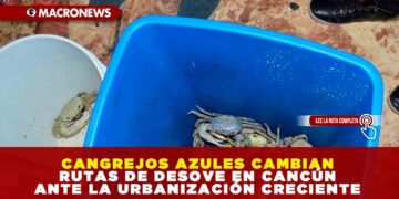 CANGREJOS AZULES CAMBIAN RUTAS DE DESOVE EN CANCÚN ANTE LA URBANIZACIÓN CRECIENTE