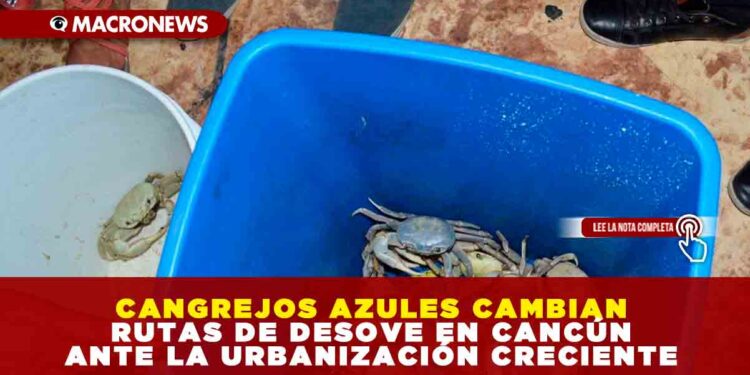CANGREJOS AZULES CAMBIAN RUTAS DE DESOVE EN CANCÚN ANTE LA URBANIZACIÓN CRECIENTE