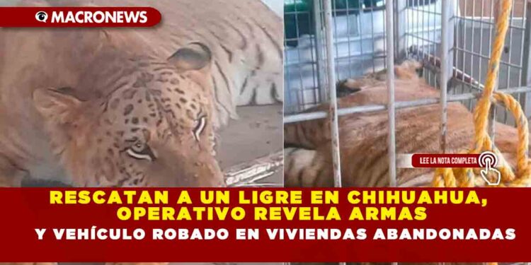 RESCATAN A UN LIGRE EN CHIHUAHUA, OPERATIVO REVELA ARMAS Y VEHÍCULO ROBADO EN VIVIENDAS ABANDONADAS