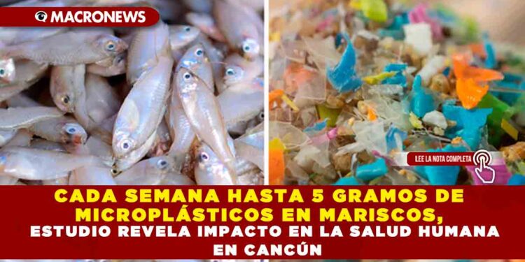 CADA SEMANA HASTA 5 GRAMOS DE MICROPLÁSTICOS EN MARISCOS, ESTUDIO REVELA IMPACTO EN LA SALUD HUMANA EN CANCÚN