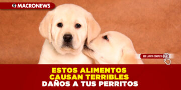 ESTOS ALIMENTOS CAUSAN TERRIBLES DAÑOS A TUS PERRITOS