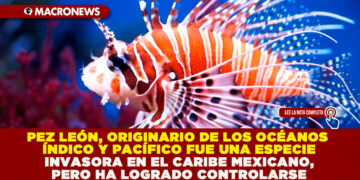 PEZ LEÓN, ORIGINARIO DE LOS OCÉANOS ÍNDICO Y PACÍFICO FUE UNA ESPECIE INVASORA EN EL CARIBE MEXICANO, PERO HA LOGRADO CONTROLARSE