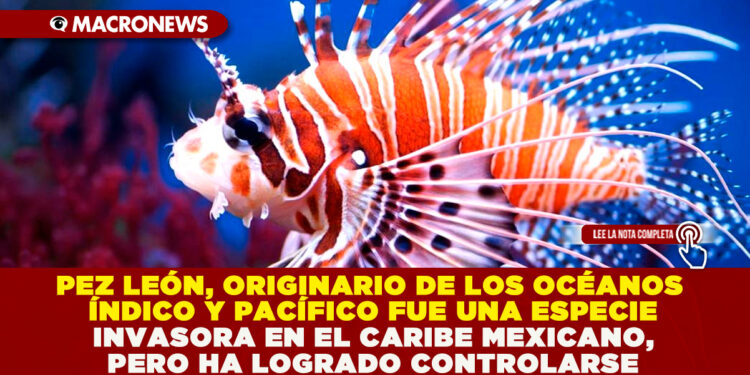 PEZ LEÓN, ORIGINARIO DE LOS OCÉANOS ÍNDICO Y PACÍFICO FUE UNA ESPECIE INVASORA EN EL CARIBE MEXICANO, PERO HA LOGRADO CONTROLARSE