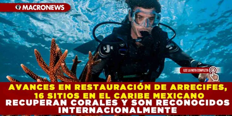 AVANCES EN RESTAURACIÓN DE ARRECIFES, 16 SITIOS EN EL CARIBE MEXICANO RECUPERAN CORALES Y SON RECONOCIDOS INTERNACIONALMENTE