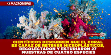 CIENTÍFICOS DESCUBREN QUE EL CORAL ES CAPAZ DE RETENER MICROPLÁSTICOS, RECOLECTARON Y ESTUDIARON 27 MUESTRAS DE CUATRO ESPECIES