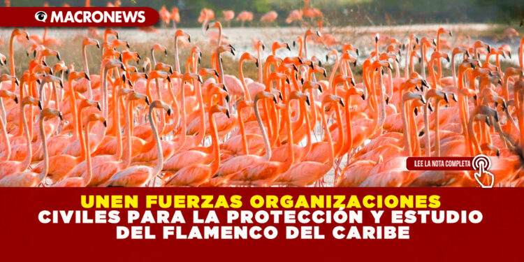 UNEN FUERZAS ORGANIZACIONES CIVILES PARA LA PROTECCIÓN Y ESTUDIO DEL FLAMENCO DEL CARIBE