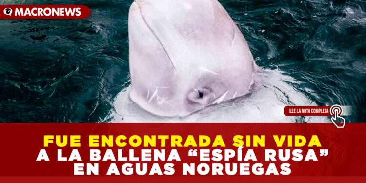 FUE ENCONTRADA SIN VIDA A LA BALLENA “ESPÍA RUSA” EN AGUAS NORUEGAS