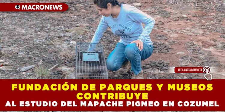 FUNDACIÓN DE PARQUES Y MUSEOS CONTRIBUYE AL ESTUDIO DEL MAPACHE PIGMEO EN COZUMEL