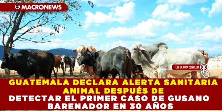 GUATEMALA DECLARA ALERTA SANITARIA ANIMAL DESPUÉS DE DETECTAR EL PRIMER CASO DE GUSANO BARENADOR EN 30 AÑOS