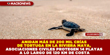 ANIDAN MÁS DE 200 MIL CRÍAS DE TORTUGA EN LA RIVIERA MAYA, ASOCIACIONES CIVILES PROTEGEN 14 PLAYAS A LO LARGO DE 120 KM DE COSTA