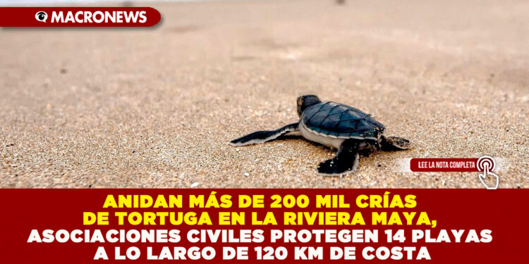 ANIDAN MÁS DE 200 MIL CRÍAS DE TORTUGA EN LA RIVIERA MAYA, ASOCIACIONES CIVILES PROTEGEN 14 PLAYAS A LO LARGO DE 120 KM DE COSTA