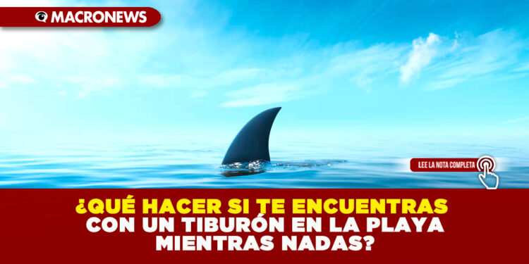 ¿QUÉ HACER SI TE ENCUENTRAS CON UN TIBURÓN EN LA PLAYA MIENTRAS NADAS?