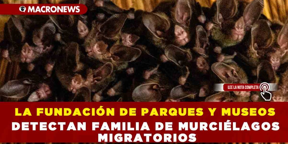 LA FUNDACIÓN DE PARQUES Y MUSEOS DETECTAN FAMILIA DE MURCIÉLAGOS MIGRATORIOS