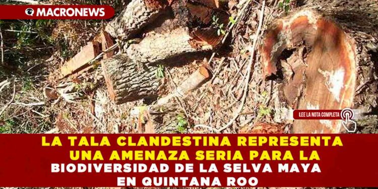 LA TALA CLANDESTINA REPRESENTA UNA AMENAZA SERIA PARA LA BIODIVERSIDAD DE LA SELVA MAYA EN QUINTANA ROO