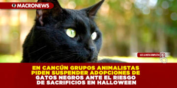 EN CANCÚN GRUPOS ANIMALISTAS PIDEN SUSPENDER ADOPCIONES DE GATOS NEGROS ANTE EL RIESGO DE SACRIFICIOS EN HALLOWEEN