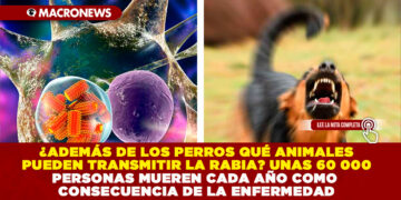 ¿ADEMÁS DE LOS PERROS QUÉ ANIMALES PUEDEN TRANSMITIR LA RABIA? UNAS 60 000 PERSONAS MUEREN CADA AÑO COMO CONSECUENCIA DE LA ENFERMEDAD