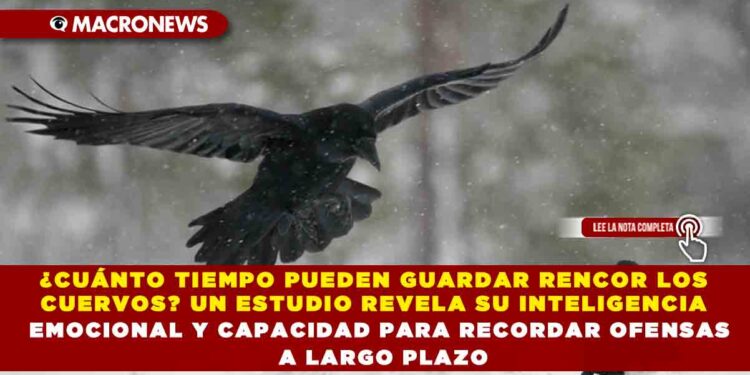 ¿CUÁNTO TIEMPO PUEDEN GUARDAR RENCOR LOS CUERVOS? UN ESTUDIO REVELA SU INTELIGENCIA EMOCIONAL Y CAPACIDAD PARA RECORDAR OFENSAS A LARGO PLAZO