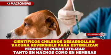 CIENTÍFICOS CHILENOS DESARROLLAN VACUNA REVERSIBLE PARA ESTERILIZAR PERROS; SE PUEDE UTILIZAR TANTO EN MACHOS COMO EN HEMBRAS
