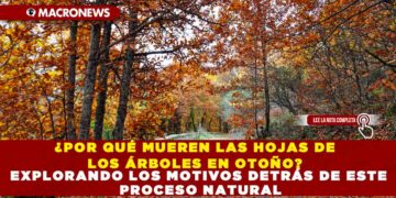 ¿POR QUÉ MUEREN LAS HOJAS DE LOS ÁRBOLES EN OTOÑO? EXPLORANDO LOS MOTIVOS DETRÁS DE ESTE PROCESO NATURAL