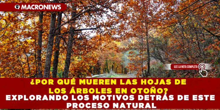 ¿POR QUÉ MUEREN LAS HOJAS DE LOS ÁRBOLES EN OTOÑO? EXPLORANDO LOS MOTIVOS DETRÁS DE ESTE PROCESO NATURAL