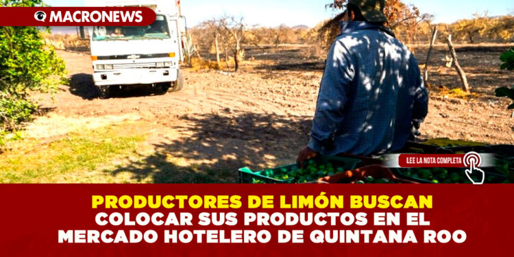 PRODUCTORES DE LIMÓN BUSCAN COLOCAR SUS PRODUCTOS EN EL MERCADO HOTELERO DE QUINTANA ROO