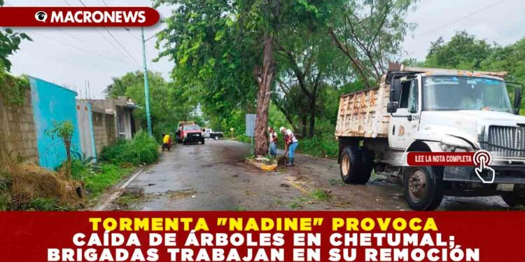 TORMENTA «NADINE» PROVOCA CAÍDA DE ÁRBOLES EN CHETUMAL; BRIGADAS TRABAJAN EN SU REMOCIÓN