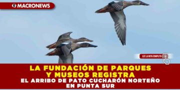 LA FUNDACIÓN DE PARQUES Y MUSEOS REGISTRA EL ARRIBO DE PATO CUCHARÓN NORTEÑO EN PUNTA SUR