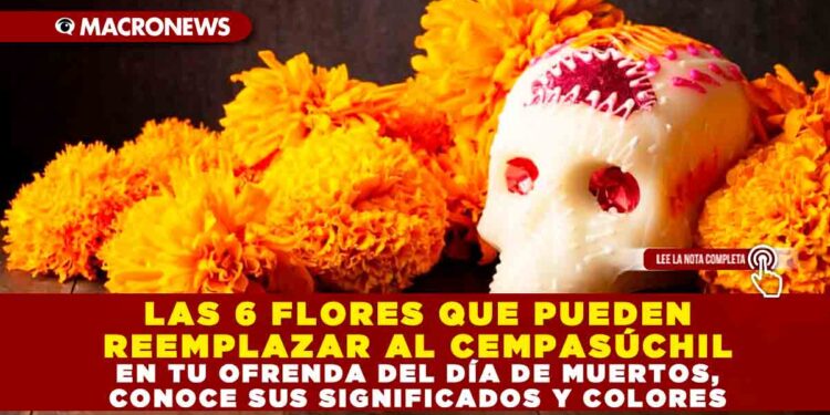 LAS 6 FLORES QUE PUEDEN REEMPLAZAR AL CEMPASÚCHIL EN TU OFRENDA DEL DÍA DE MUERTOS, CONOCE SUS SIGNIFICADOS Y COLORES