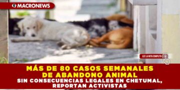 MÁS DE 80 CASOS SEMANALES DE ABANDONO ANIMAL SIN CONSECUENCIAS LEGALES EN CHETUMAL, REPORTAN ACTIVISTAS