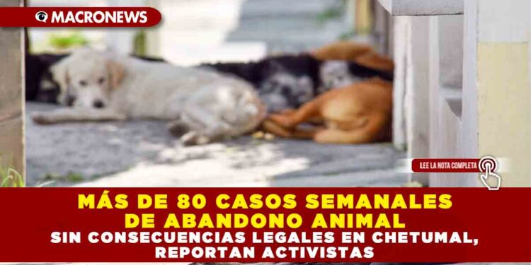 MÁS DE 80 CASOS SEMANALES DE ABANDONO ANIMAL SIN CONSECUENCIAS LEGALES EN CHETUMAL, REPORTAN ACTIVISTAS