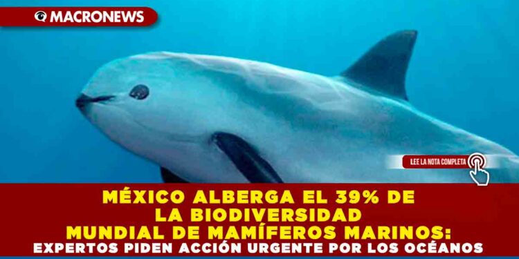 MÉXICO ALBERGA EL 39% DE LA BIODIVERSIDAD MUNDIAL DE MAMÍFEROS MARINOS: EXPERTOS PIDEN ACCIÓN URGENTE POR LOS OCÉANOS