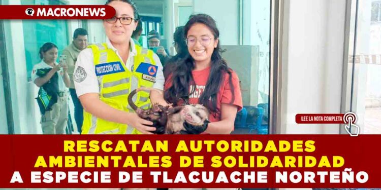 RESCATAN AUTORIDADES AMBIENTALES DE SOLIDARIDAD A ESPECIE DE TLACUACHE NORTEÑO