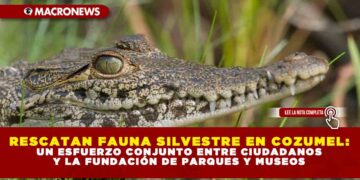 RESCATAN FAUNA SILVESTRE EN COZUMEL: UN ESFUERZO CONJUNTO ENTRE CIUDADANOS Y LA FUNDACIÓN DE PARQUES Y MUSEOS