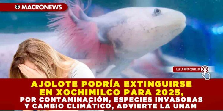 AJOLOTE PODRÍA EXTINGUIRSE EN XOCHIMILCO PARA 2025, POR CONTAMINACIÓN, ESPECIES INVASORAS Y CAMBIO CLIMÁTICO, ADVIERTE LA UNAM