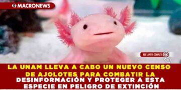 LA UNAM LLEVA A CABO UN NUEVO CENSO DE AJOLOTES PARA COMBATIR LA DESINFORMACIÓN Y PROTEGER A ESTA ESPECIE EN PELIGRO DE EXTINCIÓN