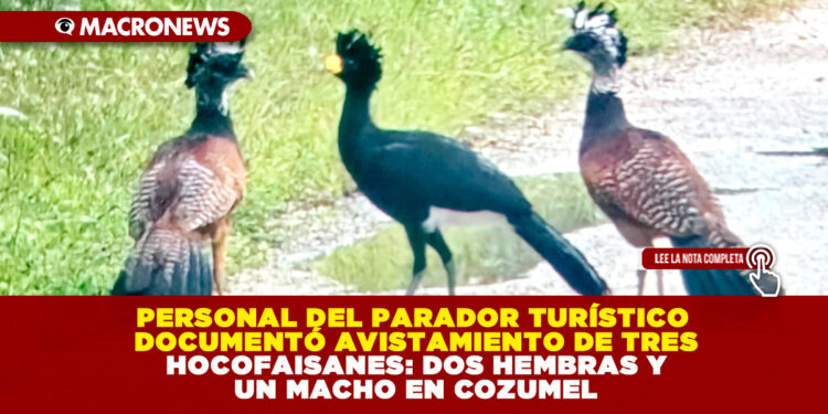 PERSONAL DEL PARADOR TURÍSTICO DOCUMENTÓ AVISTAMIENTO DE TRES HOCOFAISANES: DOS HEMBRAS Y UN MACHO EN COZUMEL