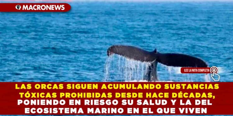 LAS ORCAS SIGUEN ACUMULANDO SUSTANCIAS TÓXICAS PROHIBIDAS DESDE HACE DÉCADAS, PONIENDO EN RIESGO SU SALUD Y LA DEL ECOSISTEMA MARINO EN EL QUE VIVEN
