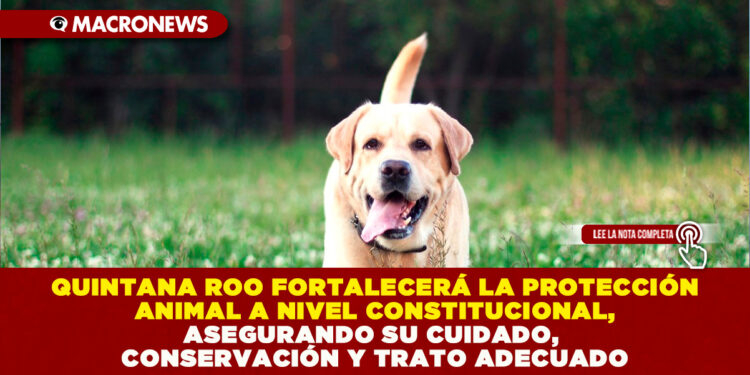 QUINTANA ROO FORTALECERÁ LA PROTECCIÓN ANIMAL A NIVEL CONSTITUCIONAL, ASEGURANDO SU CUIDADO, CONSERVACIÓN Y TRATO ADECUADO