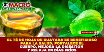 EL TÉ DE HOJA DE GUAYABA ES BENEFICIOSO PARA LA SALUD, FORTALECE EL CUERPO, MEJORA LA DIGESTIÓN Y RELAJA EN DÍAS FRÍOS