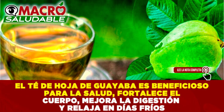 EL TÉ DE HOJA DE GUAYABA ES BENEFICIOSO PARA LA SALUD, FORTALECE EL CUERPO, MEJORA LA DIGESTIÓN Y RELAJA EN DÍAS FRÍOS