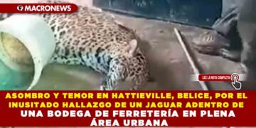 ASOMBRO Y TEMOR EN HATTIEVILLE, BELICE, POR EL INUSITADO HALLAZGO DE UN JAGUAR ADENTRO DE UNA BODEGA DE FERRETERÍA EN PLENA ÁREA URBANA